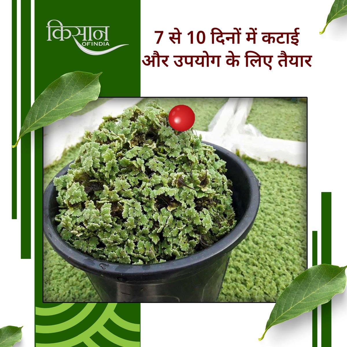 अजोला एक जलीय फर्न है जिसे हरा सोना भी कहा जाता है. ये प्राकृतिक नाइट्रोजन का स्थिरीकरण करता है.

#Kisanofindia #Azolla #GreenGold #OrganicFarming #SustainableFarming #SoilHealth #NaturalNitrogen #BioFertilizer #AgroInnovation #SmartFarming #EcoFriendlyFarming #AquaticFarming