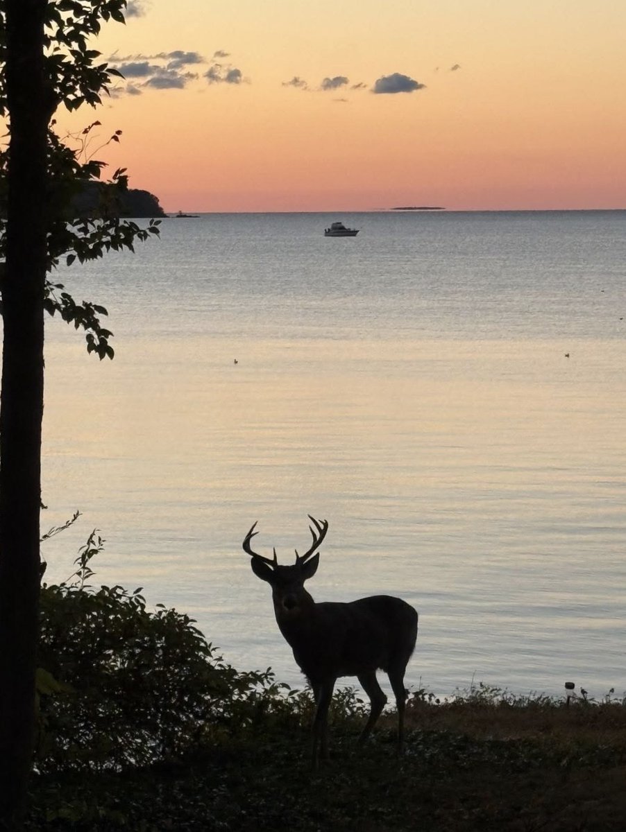 Miller Ferries tweet media