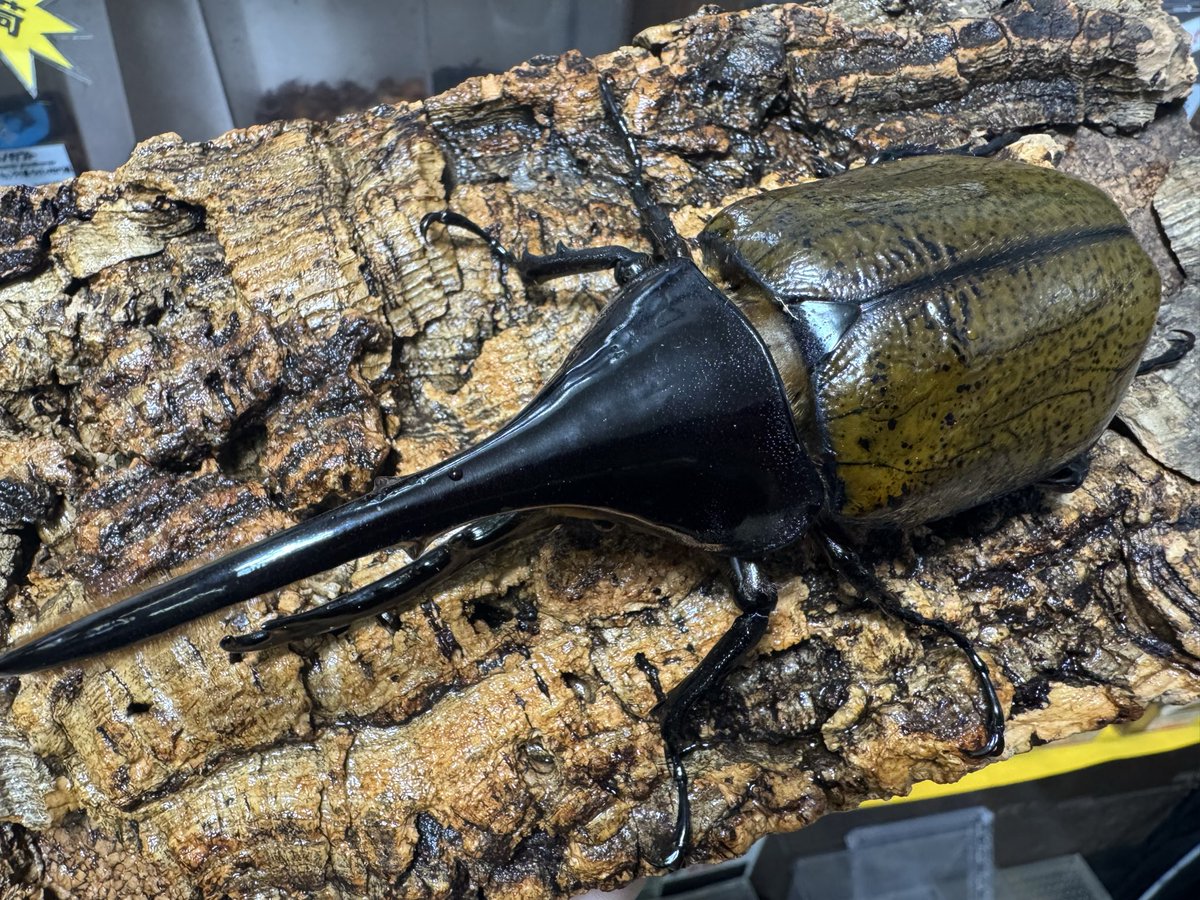 お譲りします / DADAROMA & 梟（バラ売り可） お譲りします / DADAROMA & 梟（バラ売り可） お譲りします