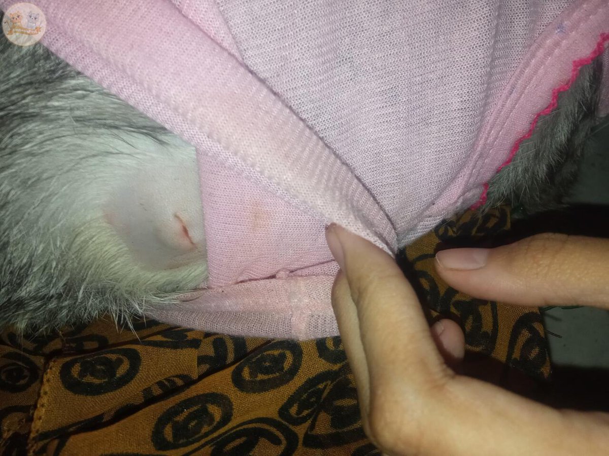 KochengFess v2 tweet media