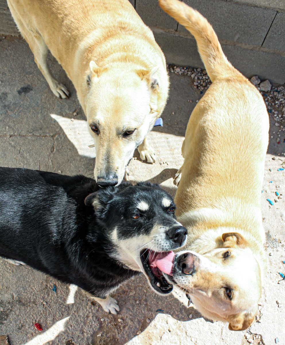 k9ghostsniper tweet media