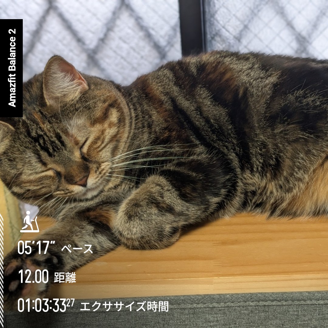 ネコワナンビキオッテモコマランと思う。ページ きなろ🐈🐈‍⬛🏃(Makoto) on X