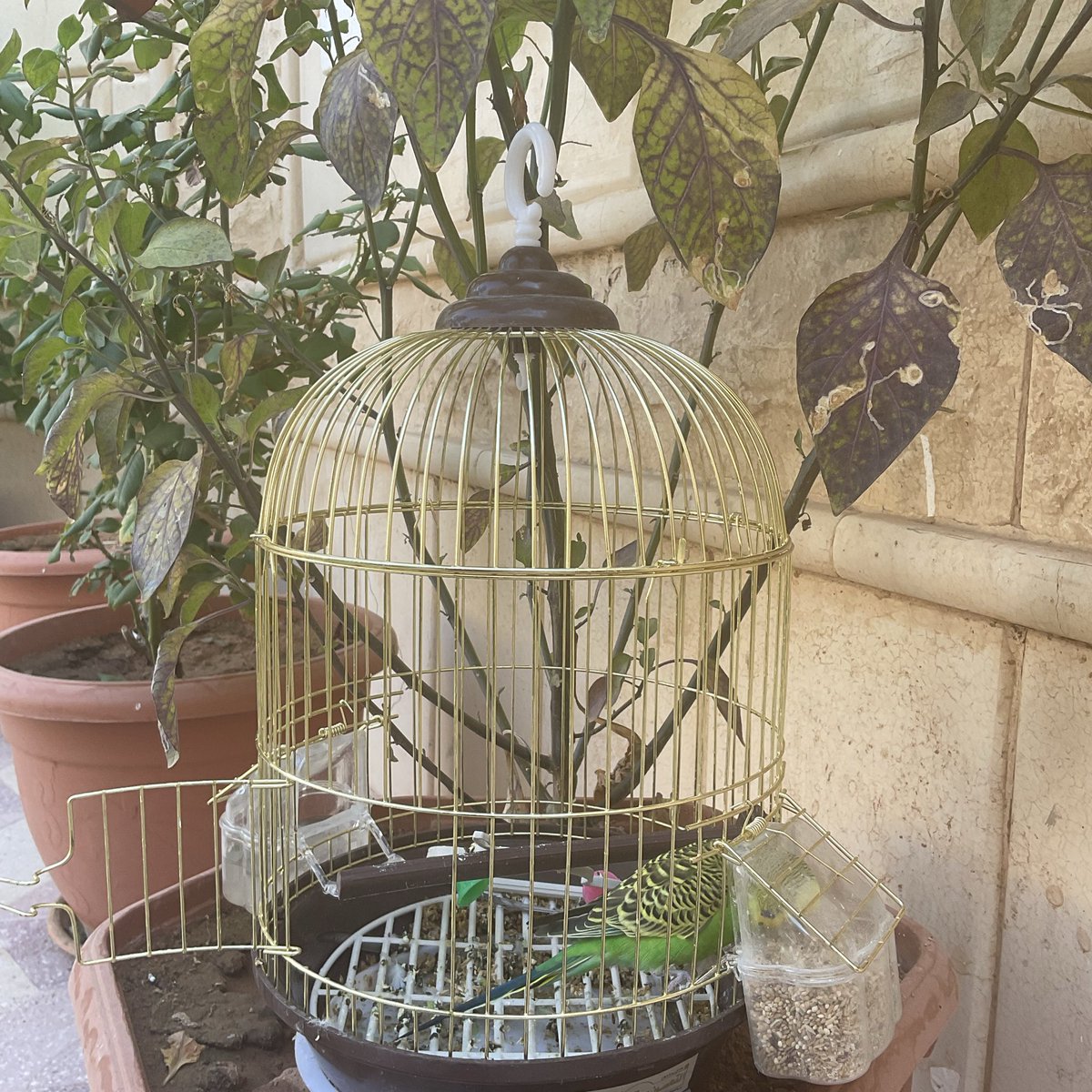 بعد ما أطلقت سراح عصفوري ، تفاجأت إنه رجع للقفص 🥹💔
وقتها آمنت إن حتى الطير يعلم أن الأمان أثمن من الأفق المفتوح….. 

وعاد تويتي 🦜