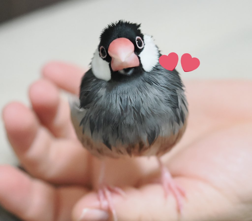 ぶんちょ(•ө•) tweet media