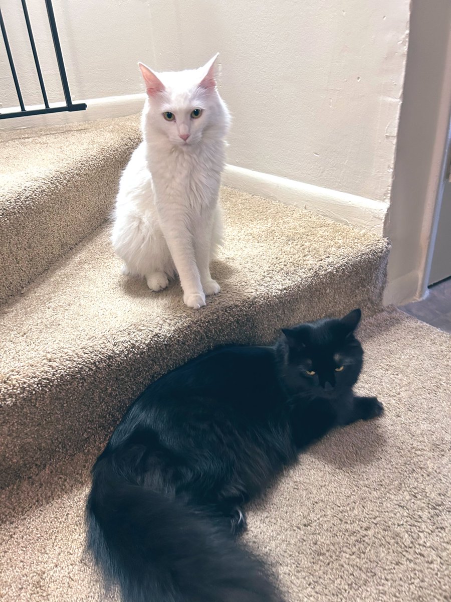 CatCompassMap's tweet image. 深夜騒ぎすぎて朝眠い