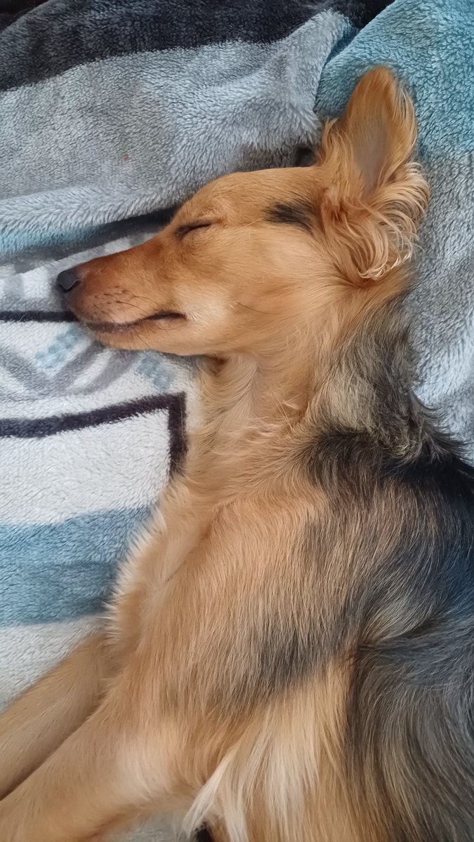 ViperSaveFile's tweet image. Bro sleepin Mid-Day.....
He just like me fr😭🖤