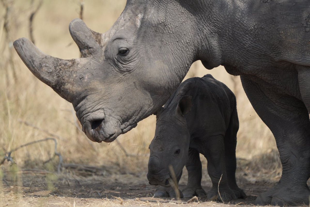 AfricanParks's tweet photo. A calf is born.

In June 2025, 70 white rhinos were translocated to Akagera National Park in Rwanda, one of the largest movements of the species in history. Just four months later, we are celebrating the birth of the first calf. 

Although conceived before the journey, her birth in Akagera marks a hopeful sign for the herd’s adaptation and the park’s growing conservation efforts. With round-the-clock monitoring and dedicated care from the park teams, both mother and calf are thriving.