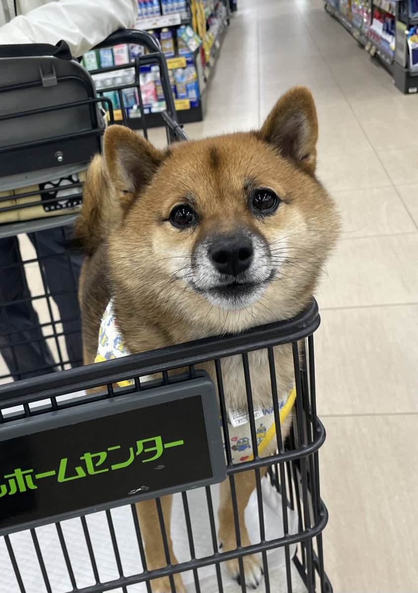 豆柴🎾九十 (@rojiko7) / Posts / X