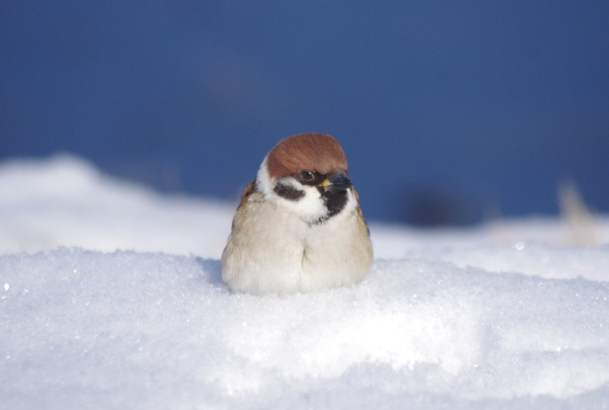 すずめ暮らしカレンダー2026 発売中！！

過去のかわいい写真リバイバルだよ

茶色い雪の妖精だね

#雀 #スズメ #すずめ #sparrow #鳥 #小鳥 #野鳥 #ちゅん活 #スズメ写真集 #bird #カレンダー #すずめ暮らし #インプレス #カレンダー