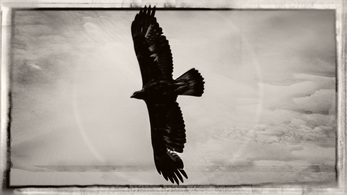 k9ghostsniper tweet media