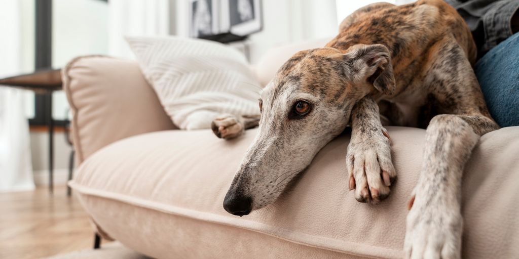 influenciz tweet media