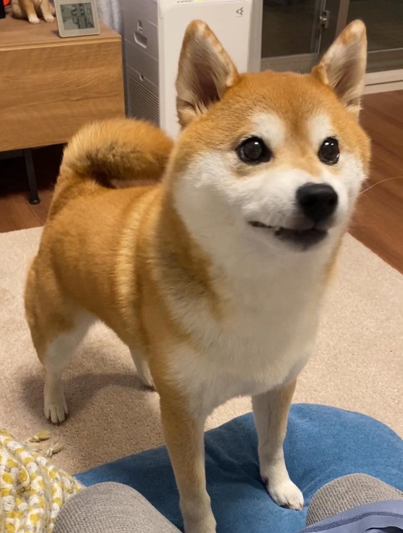 ohirune190303's tweet photo. 犬に生まれるならこの顔がいい https://t.co/TIoAKjUCPt
