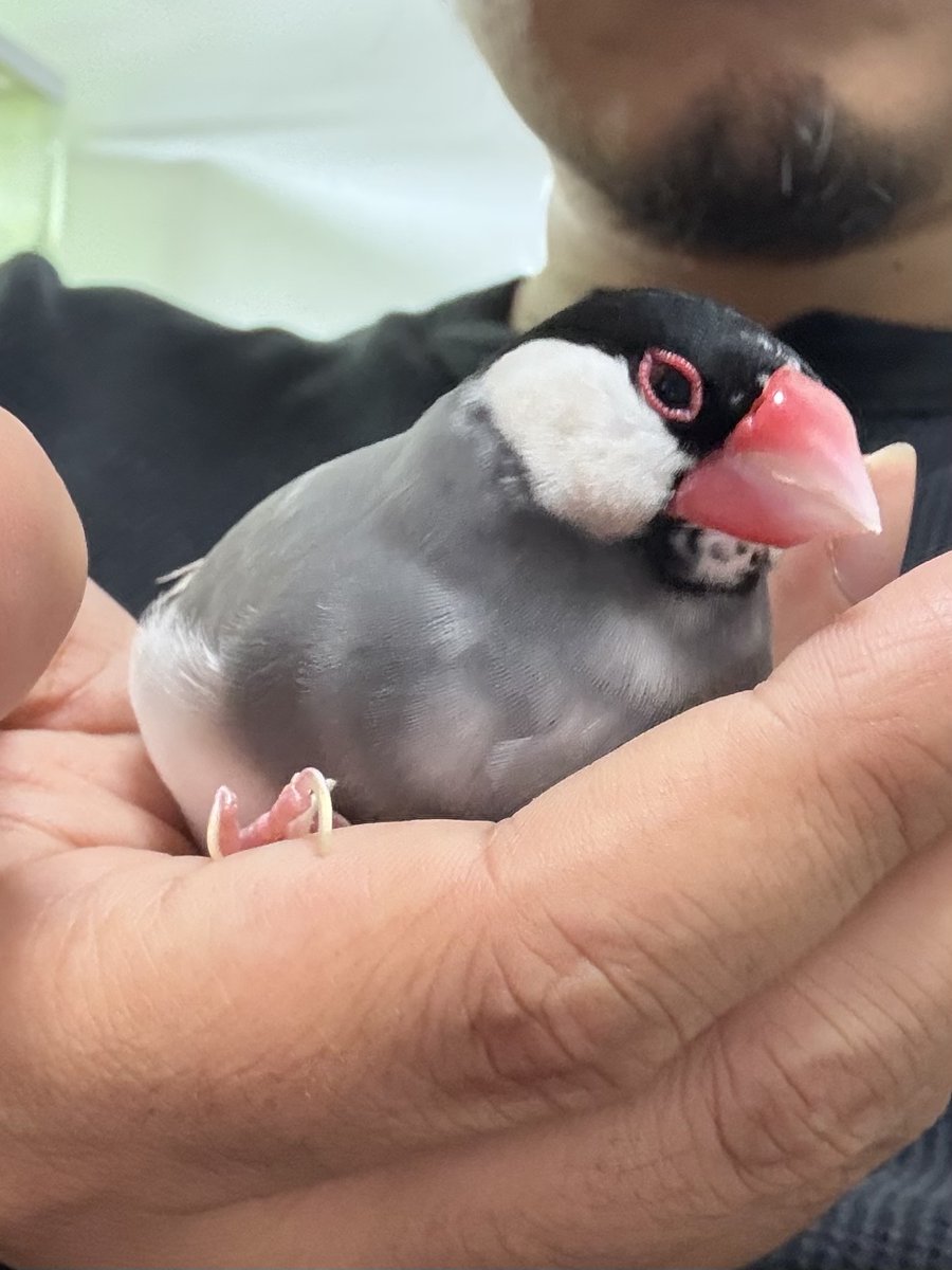 今日は文鳥の日。
歳とって飛べなくなったりしてるけど、元気に過ごしてる。
長生きしろよ。