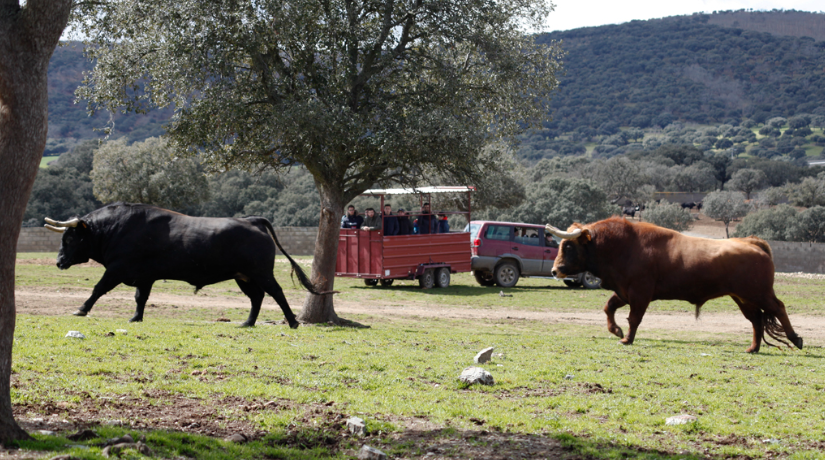 Vive la bravura en su origen.
En las visitas guiadas de Ganadería El Pilar conocerás el toro bravo en libertad, en plena dehesa del Campo Charro.
Tradición, naturaleza y emoción en un solo lugar.
#GanaderíaElPilar #ToroBravo #Dehesa

#GanaderíaElPilar #TurismoRural #CampoCharro