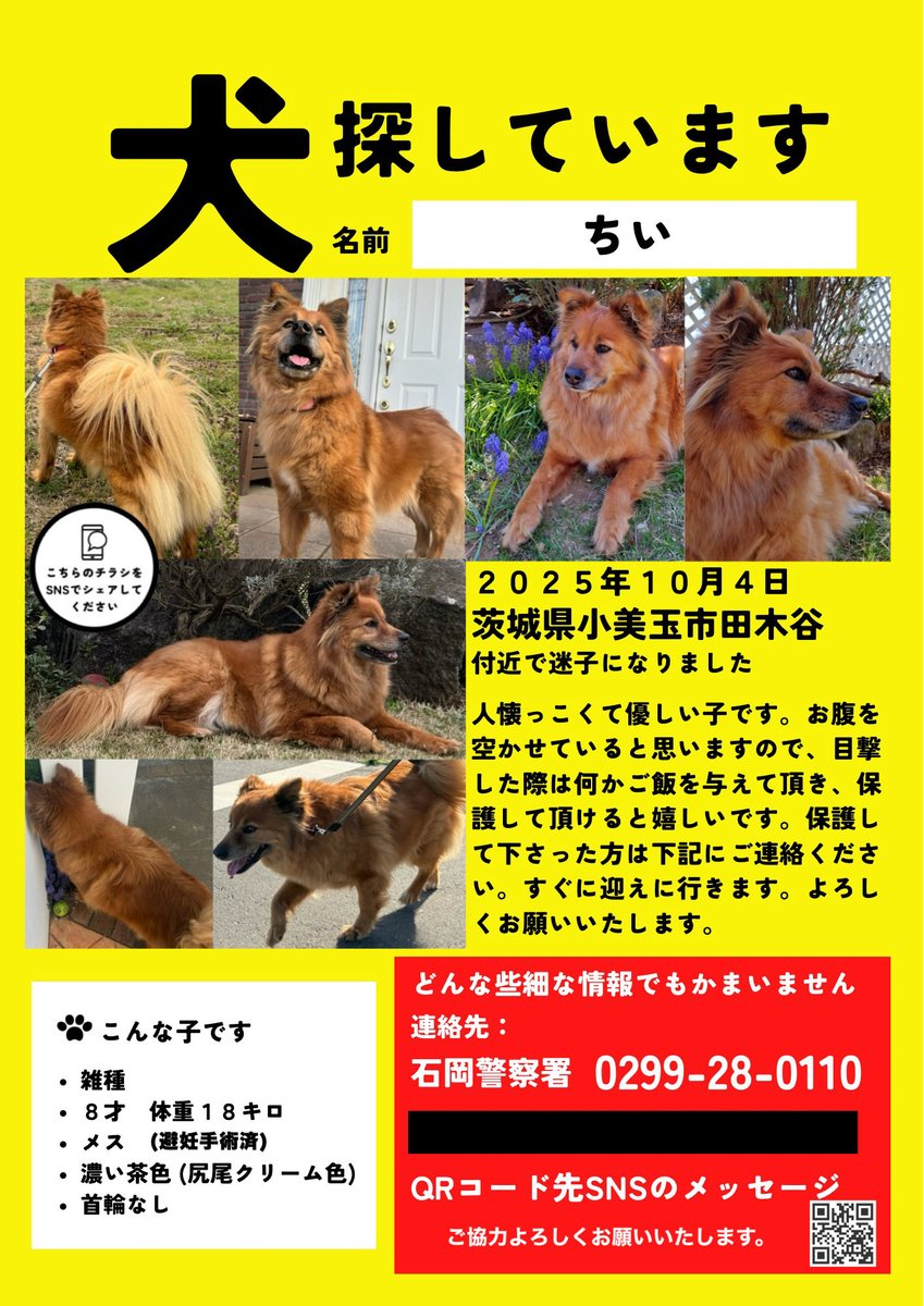 yu915h's tweet photo. 【迷子犬を探しています🆘】
拡散だけでもご協力お願いいたします😢

🗾茨城県小美玉市田木谷
🗓10/04 お昼頃〜

石岡市/茨城町/鉾田市/行方市
などの方も気にかけて頂けたら嬉しいです

誰かが飼い犬と気付かず保護して
飼い始めている可能性も考えられるので
散歩中のわんちゃんなども気にかけて欲しいです😖🙏🏻

目撃した際は
何か食べ物を与えて頂けると嬉しいです。
ご連絡を頂ければすぐに迎えに行きます。
ご協力よろしくお願いいたします😔🙏🏻💭
#茨城県 #小美玉市 #田木谷 #迷子犬 #探しています