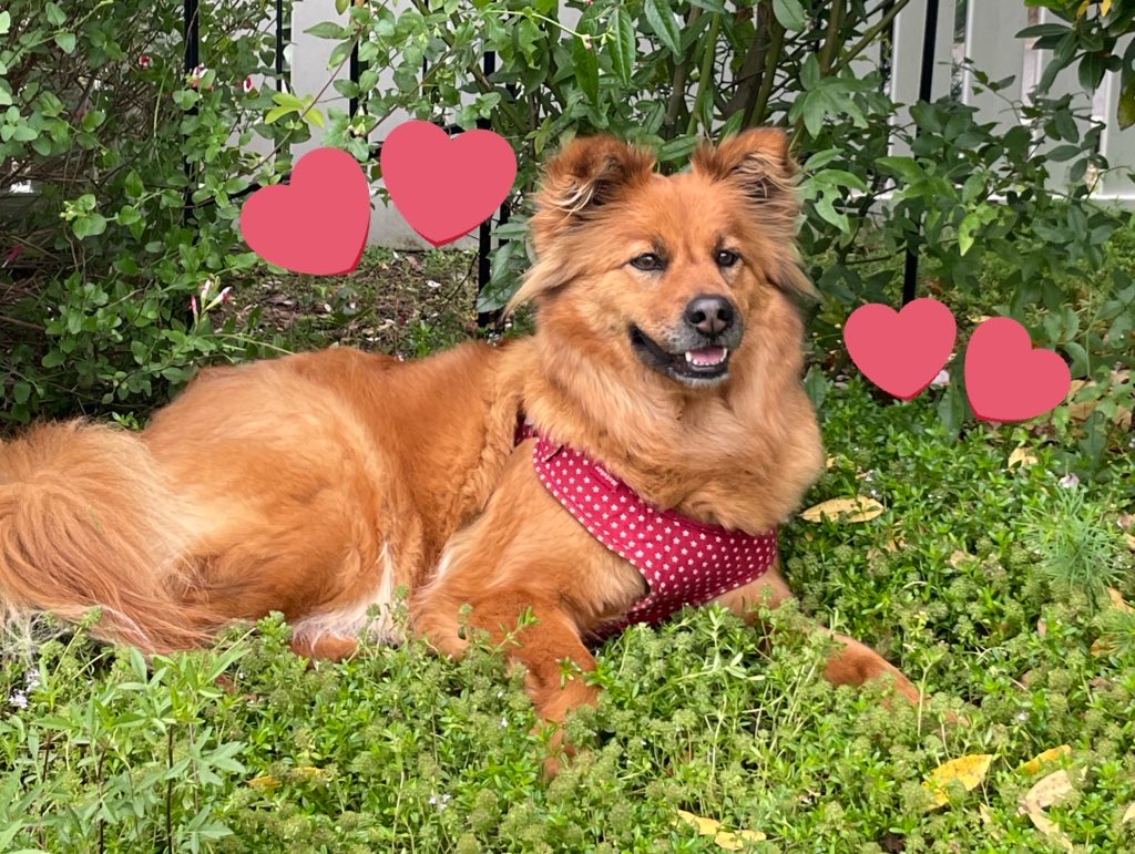 yu915h's tweet photo. 【迷子犬を探しています🆘】
拡散だけでもご協力お願いいたします😢

🗾茨城県小美玉市田木谷
🗓10/04 お昼頃〜

石岡市/茨城町/鉾田市/行方市
などの方も気にかけて頂けたら嬉しいです

誰かが飼い犬と気付かず保護して
飼い始めている可能性も考えられるので
散歩中のわんちゃんなども気にかけて欲しいです😖🙏🏻

目撃した際は
何か食べ物を与えて頂けると嬉しいです。
ご連絡を頂ければすぐに迎えに行きます。
ご協力よろしくお願いいたします😔🙏🏻💭
#茨城県 #小美玉市 #田木谷 #迷子犬 #探しています
