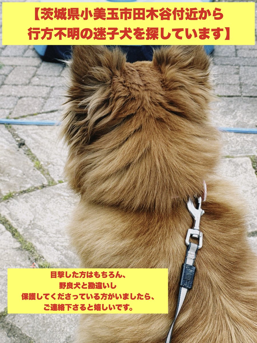 yu915h's tweet photo. 【迷子犬を探しています🆘】
拡散だけでもご協力お願いいたします😢

🗾茨城県小美玉市田木谷
🗓10/04 お昼頃〜

石岡市/茨城町/鉾田市/行方市
などの方も気にかけて頂けたら嬉しいです

誰かが飼い犬と気付かず保護して
飼い始めている可能性も考えられるので
散歩中のわんちゃんなども気にかけて欲しいです😖🙏🏻

目撃した際は
何か食べ物を与えて頂けると嬉しいです。
ご連絡を頂ければすぐに迎えに行きます。
ご協力よろしくお願いいたします😔🙏🏻💭
#茨城県 #小美玉市 #田木谷 #迷子犬 #探しています