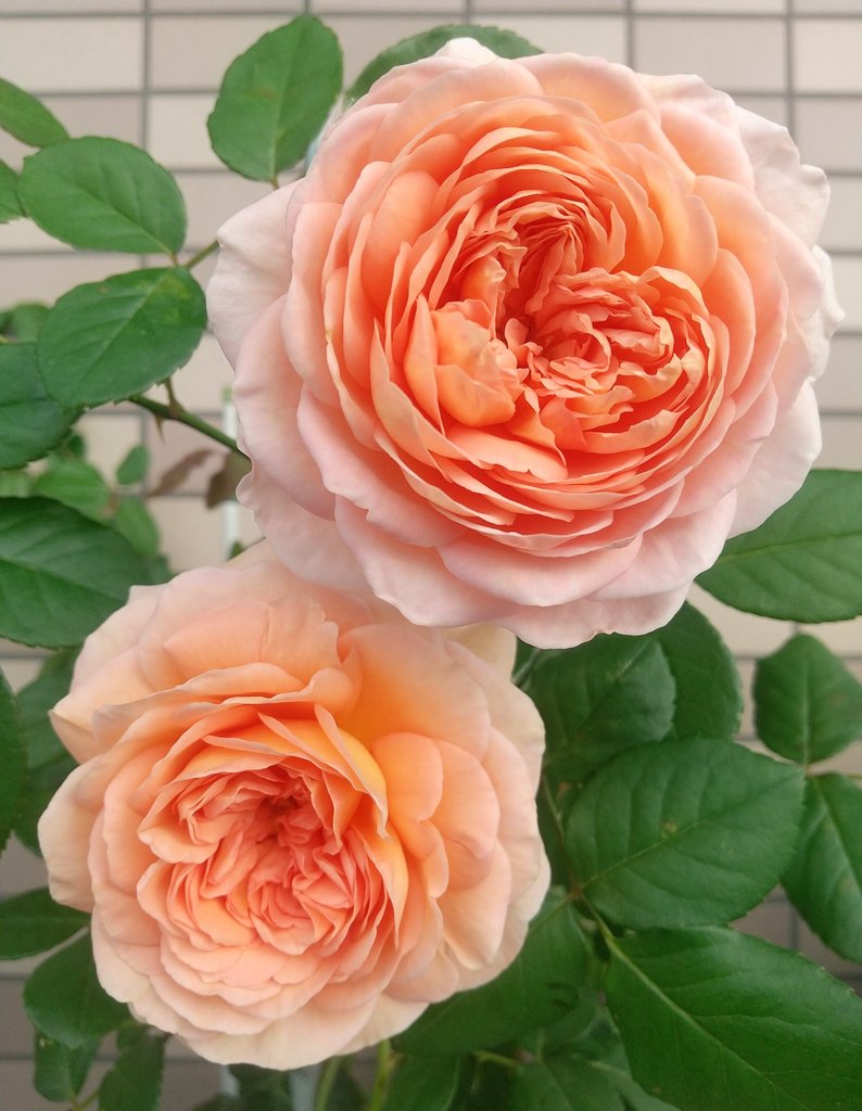 ベランダのバラ (@wFPUIDPcFsETHlv) / Posts / X