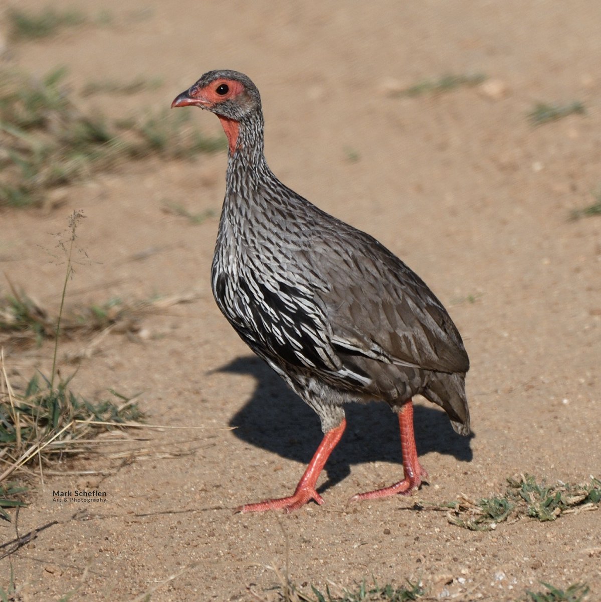 charlieschef's tweet image. Red-necked Spurfowl is a medium-sized bird found across sub-Saharan Africa, especially in savannas, farmlands, and bushy areas.  markscheflen.com #BirdsSeenIn2025  #birdsofeastafrica #serengeti #tanzania