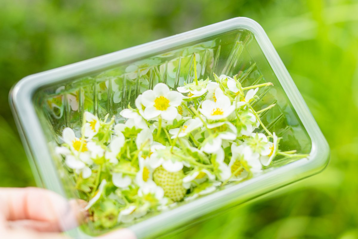 『子どもが喜ぶ夏イチゴ』に飾っているイチゴのお花を集めている様子🍓
お花、かわいいです😊