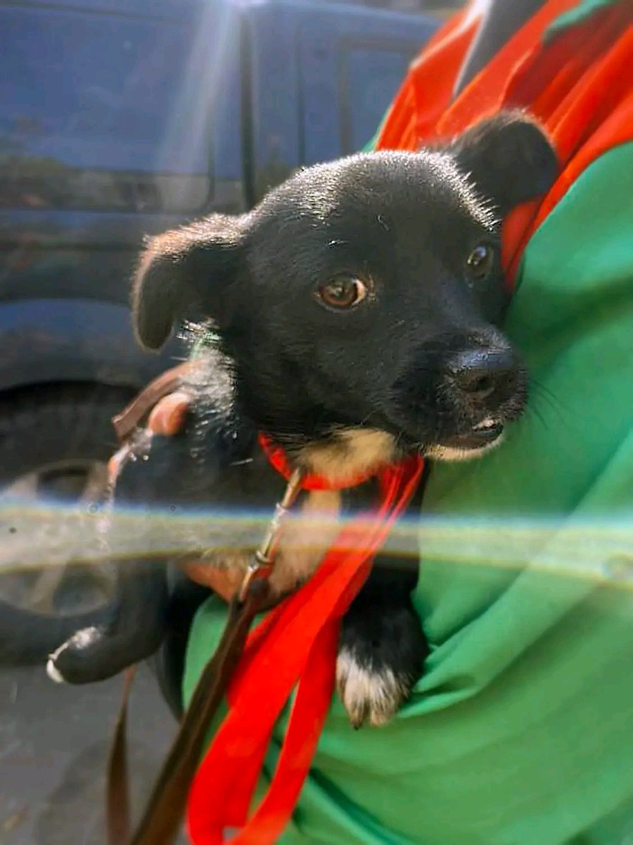 Київ. ТЕРМІНОВО треба дім ❗️ ЕВАКУАЦІЯ ❗️

Крихітна собачка (трохи більша за кішку), 2 роки

12 Вартових продовжують евакуації на Донеччині. Знайдена новенька дівчинка! Схоже, що покинута домашня, дуже-дуже лагідна, трішки сором'язлива.

Телефонуйте, будь ласка, 0503567916