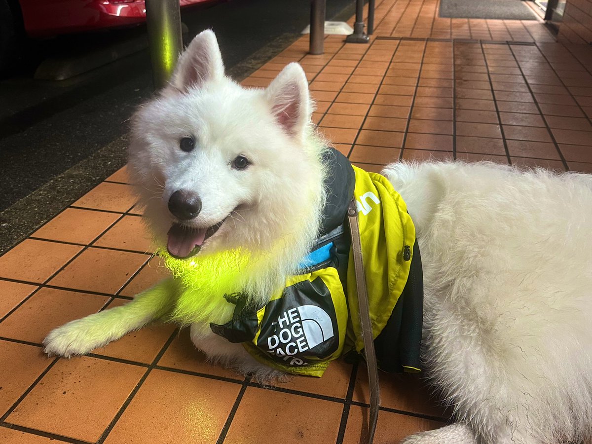 サモエド☆さだはる (@sadaharu__0905) / Posts / X