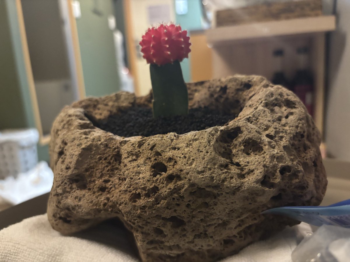 君が育てたサボテンは 小さな花をつくった