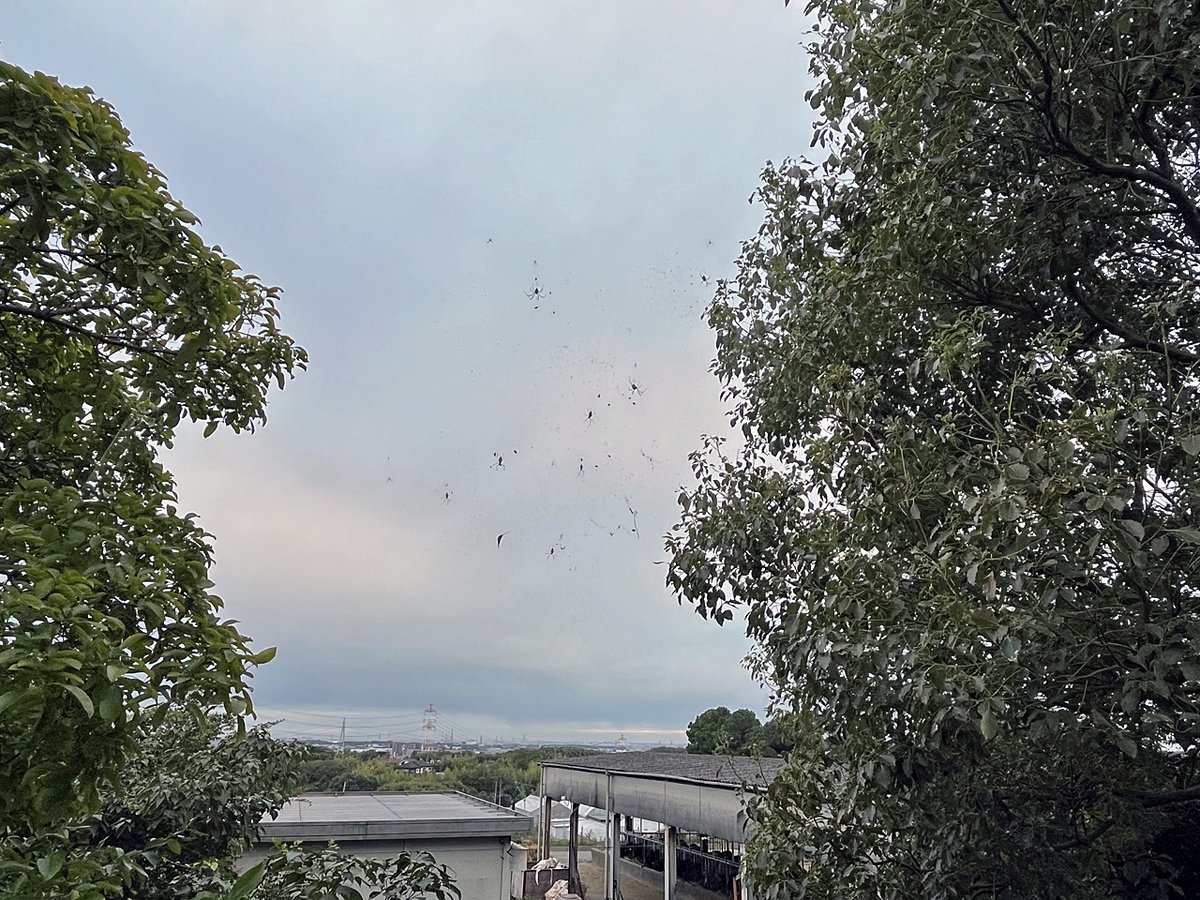 zebrafish_adam8's tweet image. 農場実習2日目。巣作りでの協調とか獲物の分配？優先権？とか、気になることはいっぱいある。