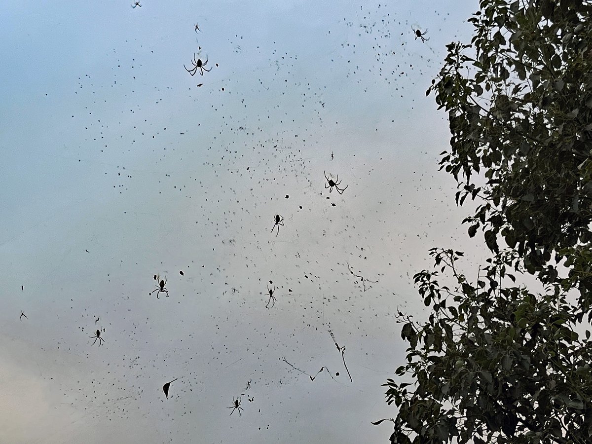 zebrafish_adam8's tweet image. 農場実習2日目。巣作りでの協調とか獲物の分配？優先権？とか、気になることはいっぱいある。