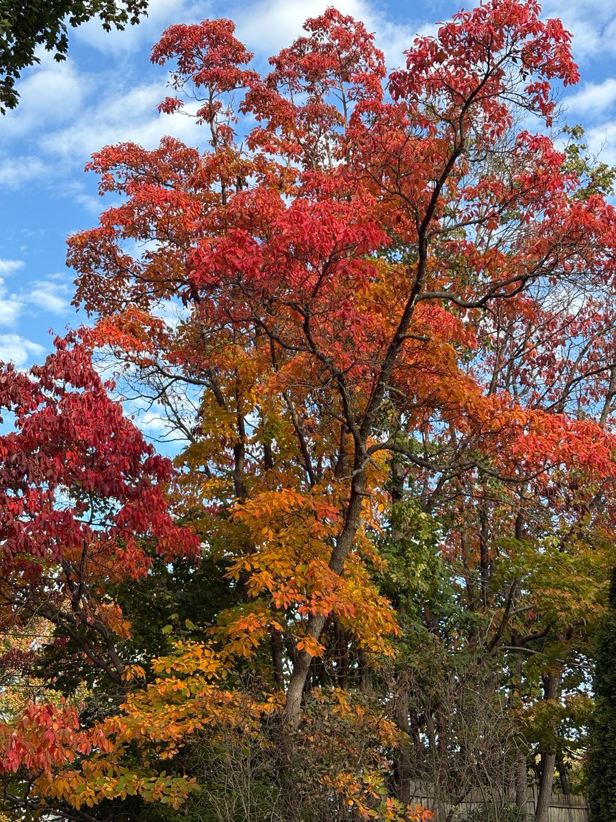 Today10/24, <a href="/NYUDocs/">Doctor Radio</a>  12-2 pm ET;  <a href="/alissarumseyRD/">Alissa Rumsey, MS, RD, CDN, CSCS (she/her)</a> explains the value of #intuitiveeating. Dr Claire Wilcox dives into the truths and myths of #foodaddiction.  Open Phones. 877-698-3627.