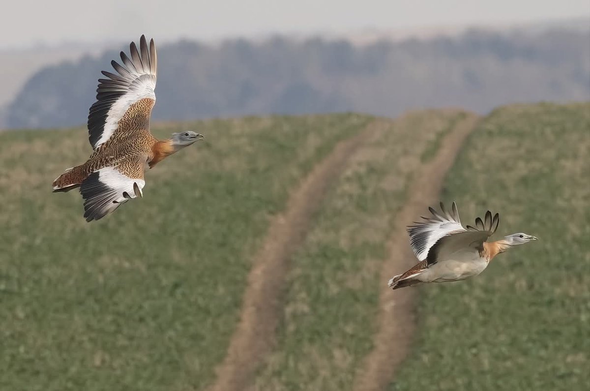 Our visits and photo hide booking slots are now online for 2026.Thanks to our volunteers, we have been able to add some weekend visits for the rest of this year too, these will likely book up quickly.Please see greatbustard.org/visit/ for more information, booking and vouchers.