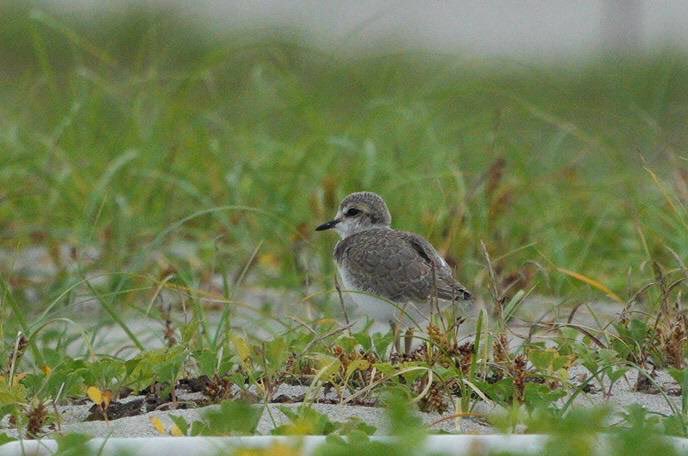 千葉某所の件しかり...発信力が必要な場面もこれから先出てくると思うので気が向いたらぜひアカウントフォローを🙇‍♂️
大それた事はできないけれど火を起こせば人が集まって大きな輪になると信じている。

写真は今年度なんとか設置に漕ぎつけた保護柵から生まれたシロチドリ雛