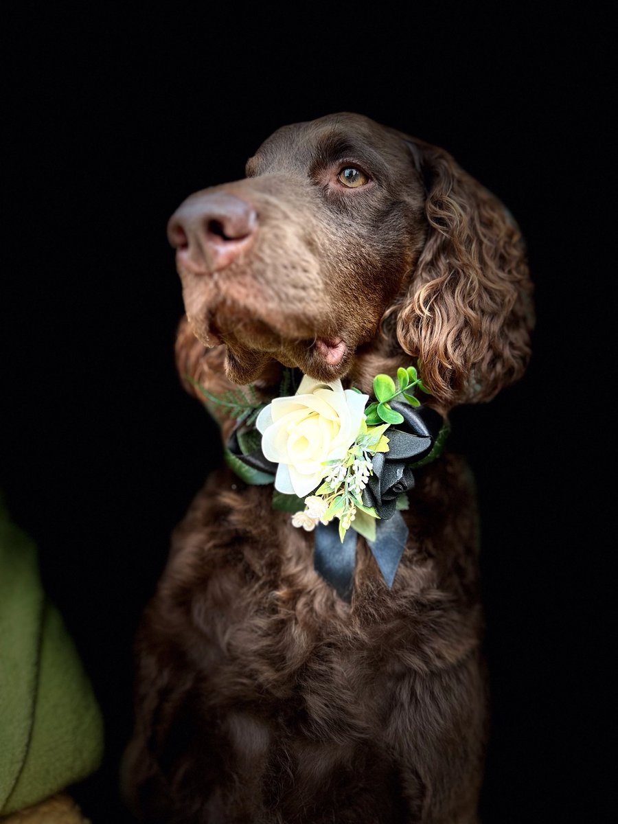 Nell in a black rose corsage available now in my Etsy shop

nettskrafts.etsy.com/listing/439073…