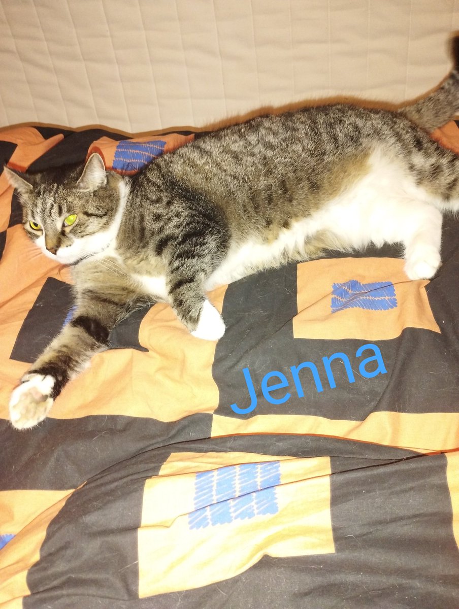 Happy #jellybelly Friday to all! Relaxed greetings from Jenna on the bed. 😽 #tabbytroop #CatsOfTwitter #FridayVibes