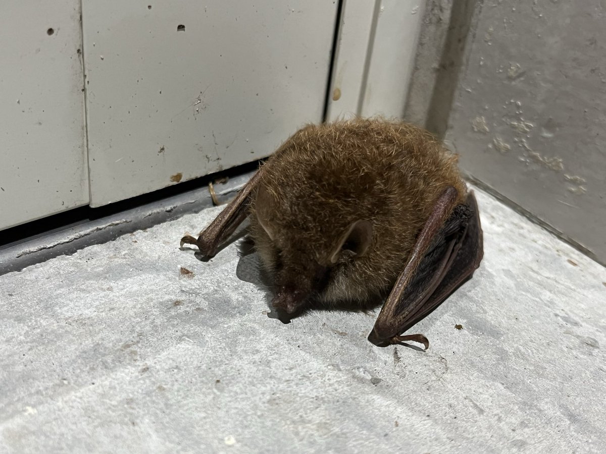 moriterra01's tweet photo. 【コウモリ】
ステーキハウス入り口にまるい物体があったので、蹴ってみたら動かず。よく見たら羽が付いてる！これがコウモリか？
ツンツンしたら、飛んで行きました‼︎やっぱりコウモリ！

#ステーキハウス森吉森のテラス#森のテラス#コウモリ https://t.co/PpZmsT0Wxj