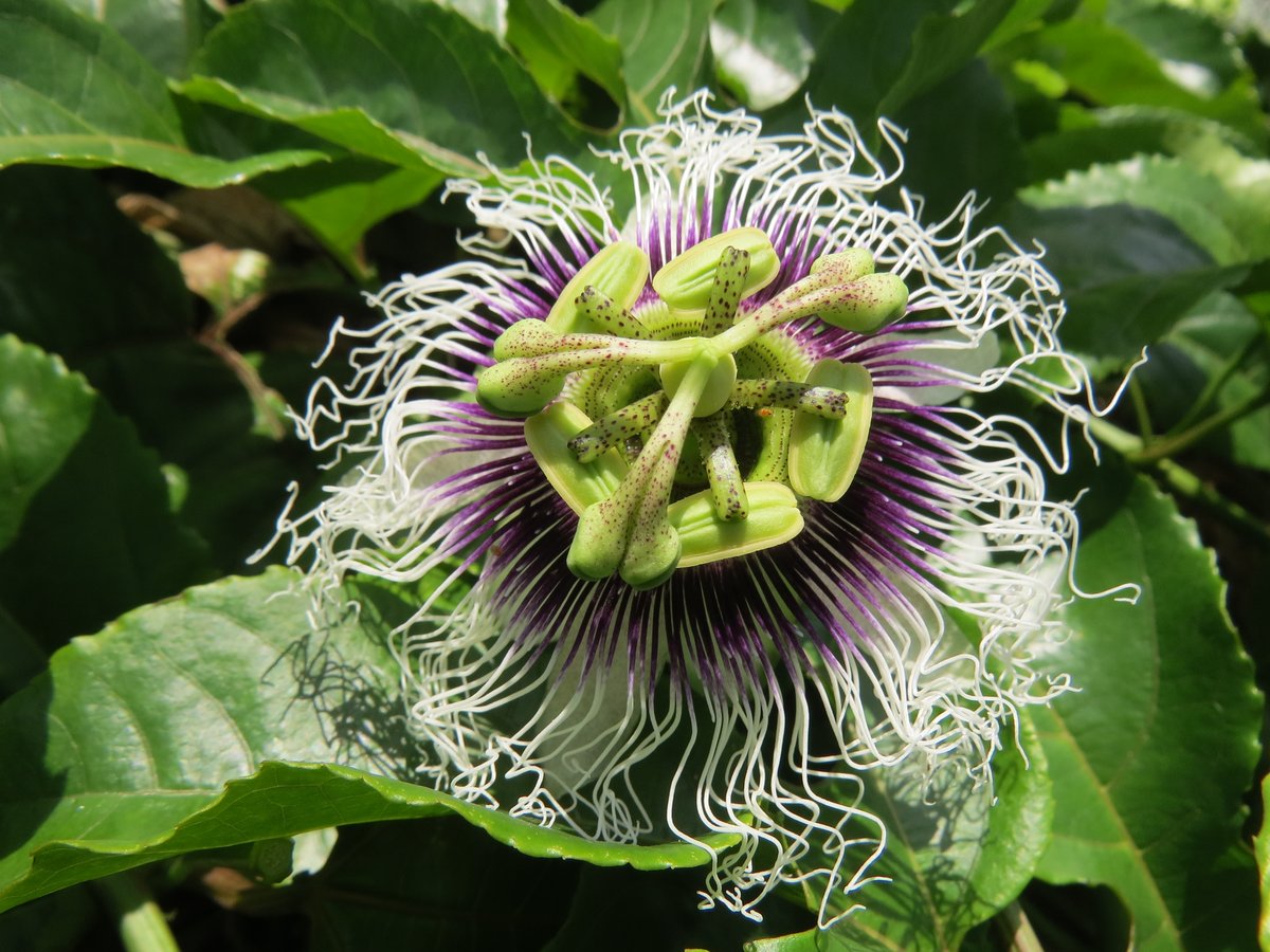 パッションフル－ツの花ですのニャ－♪
＃石垣島　＃西表カイネコ