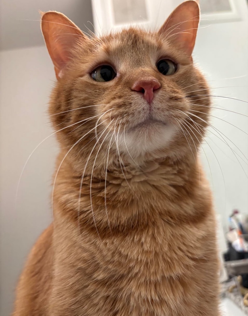 Show me a more boopable face 😩