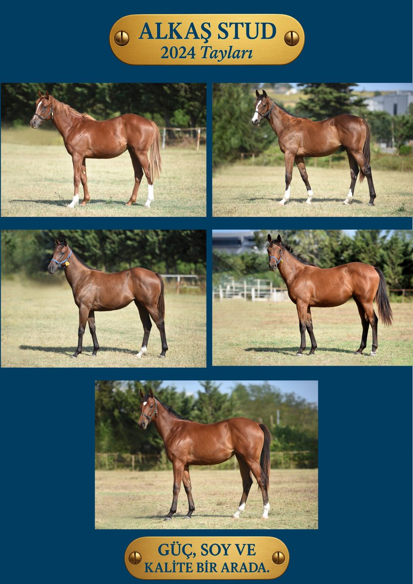 ✨ Alkaş Stud | 1.5 Yaşlı İngiliz Tayları Satışta!

🏇 Güç, soy ve kalite bir arada.

ℹ️ Detaylı bilgi için:
👉 [tinyurl.com/Alkastaylar]