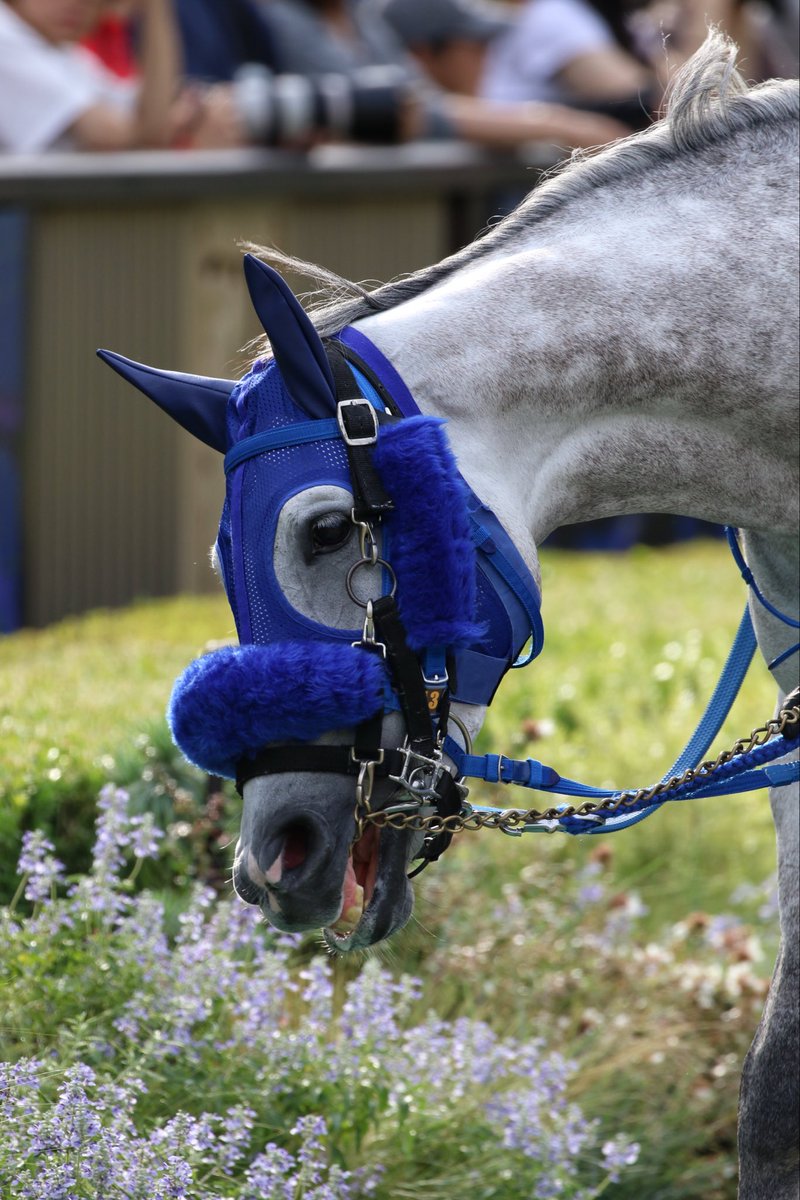 ［新品］馬と踊ろう Dancing with Horses 新品］馬と踊ろう Dancing with Horses 馬と踊ろう