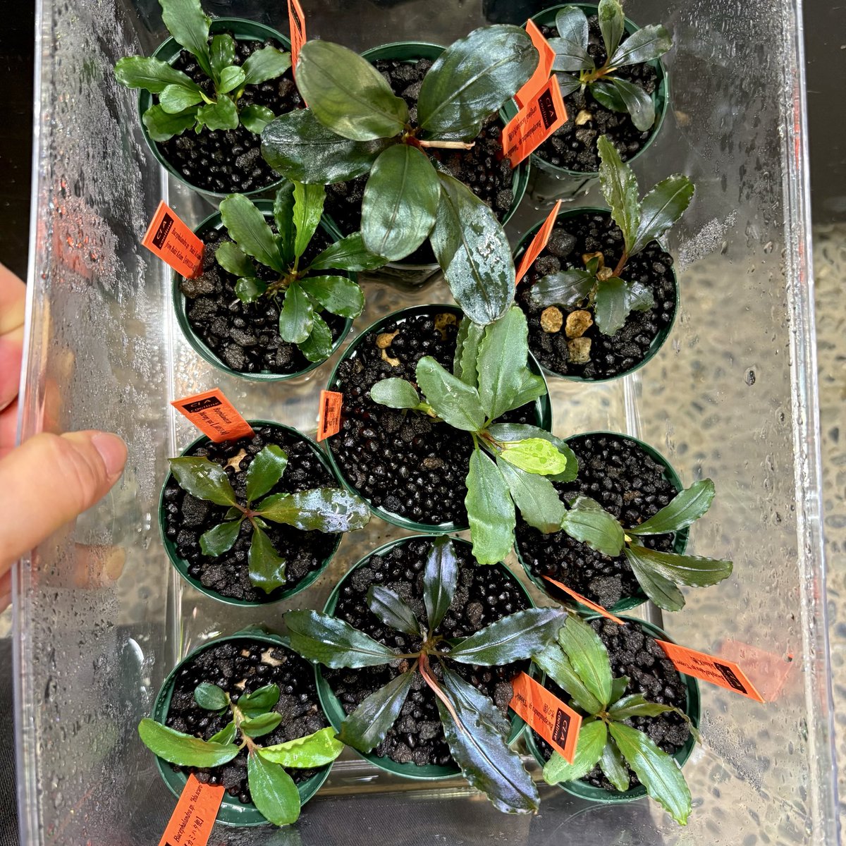 草一（くさいち）w (@w2359099788869) / Posts / X