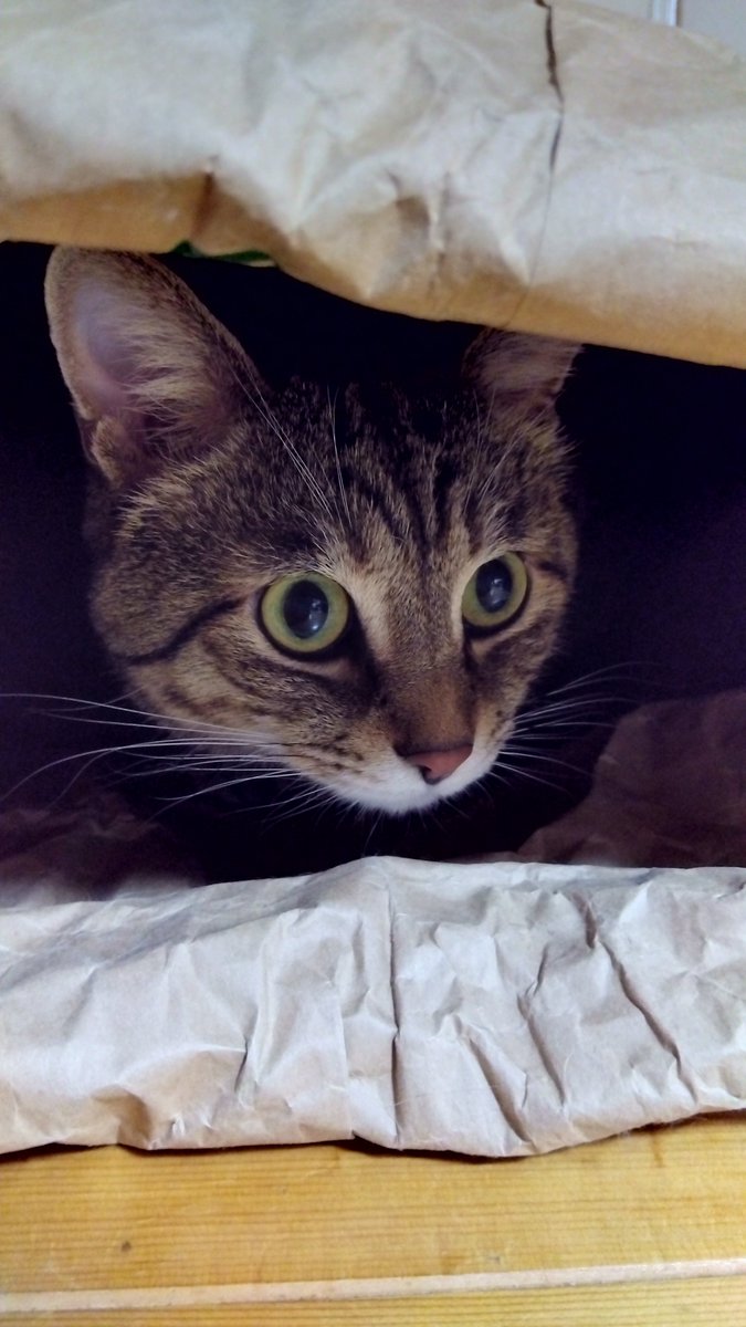 おやすみにゃん😹

いい夢みてにゃ〜🐾🎵💤