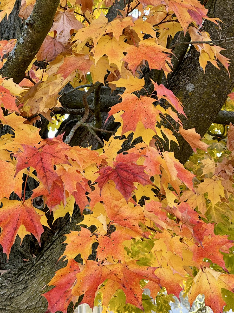 DavidJo92249735's tweet image. #AutumnVibes #October #NatureBeauty 
“Autumn Shows Us How Beautiful It Is to Let Things Go” 
Buddha