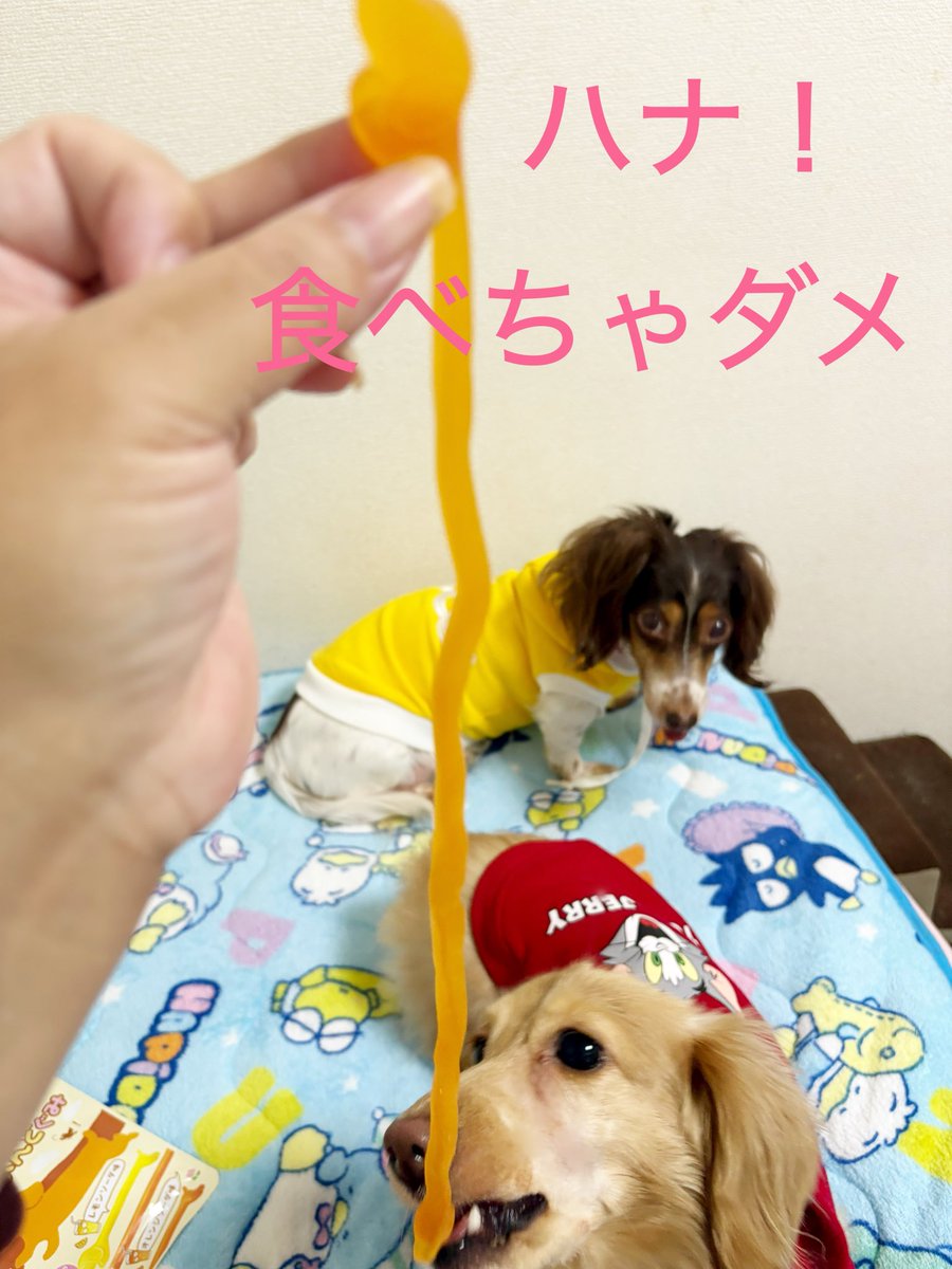 メタボな黃トラさんとダックスのカップル、揚げものが好き！ メタボな黃トラさんとダックスのカップル、揚げものが好き