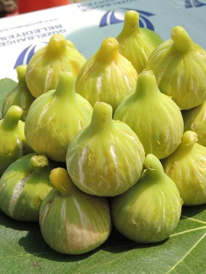 Bunun ismini bilen var mı