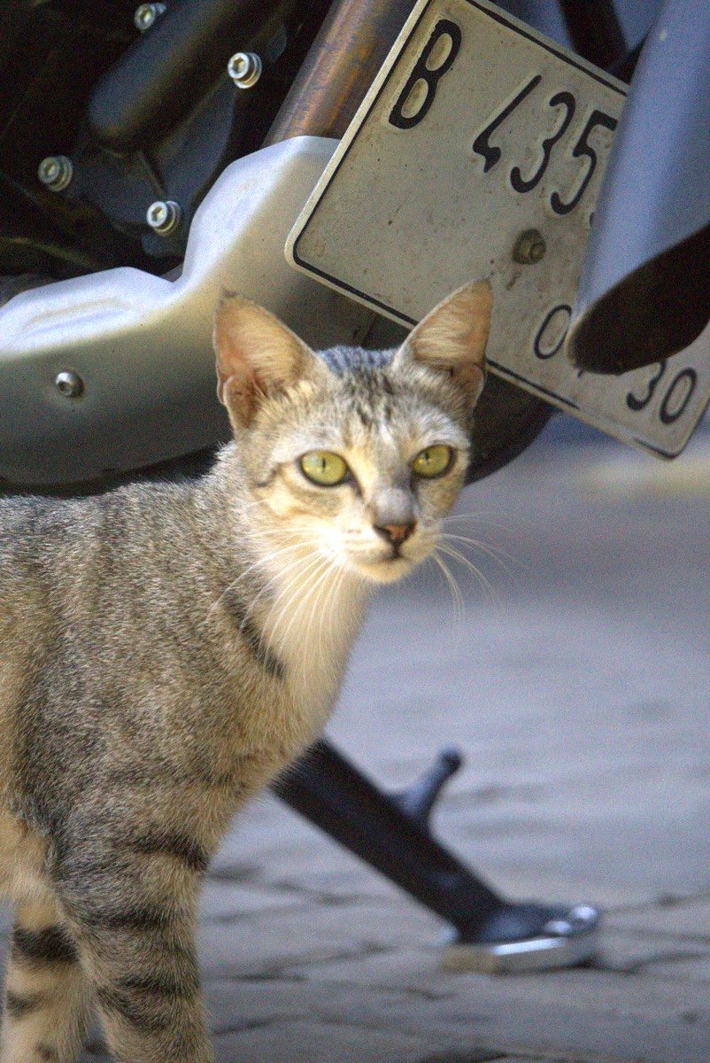 bugssby's tweet photo. Open Adopt! (Mutual bantu retweet please)

Hai mutuals, bantu retweet dong, ini kucing di kantorku, kondisinya sehat sekali, dan lagi hamil juga ga tau berapa bulan, tapi dia sering lalu lalang di mana tempat kerjaku itu workshop motor https://t.co/0aBw6l6dLu