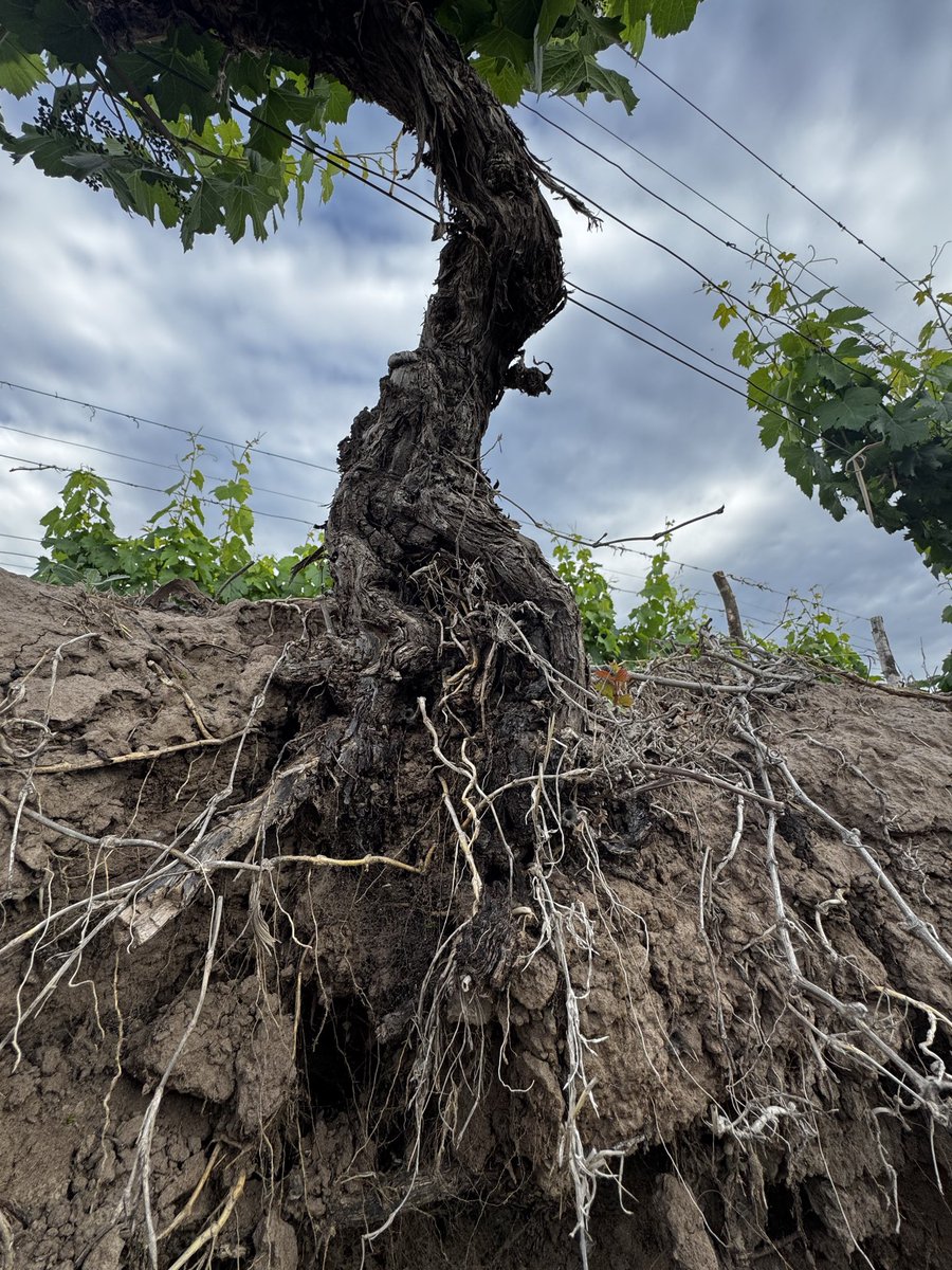 alevigilmalbec's tweet image. Así es un Malbec de 100 años #Mendoza