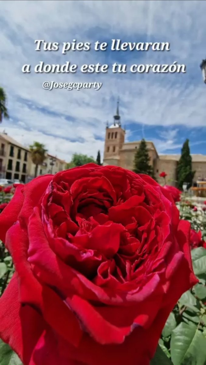 josegcparty's tweet image.