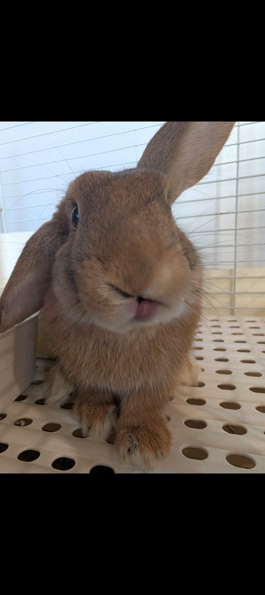 灰色うさぎ＠うさんぽ中 (@qb4NuuqDMsVfp3m) / Posts / X