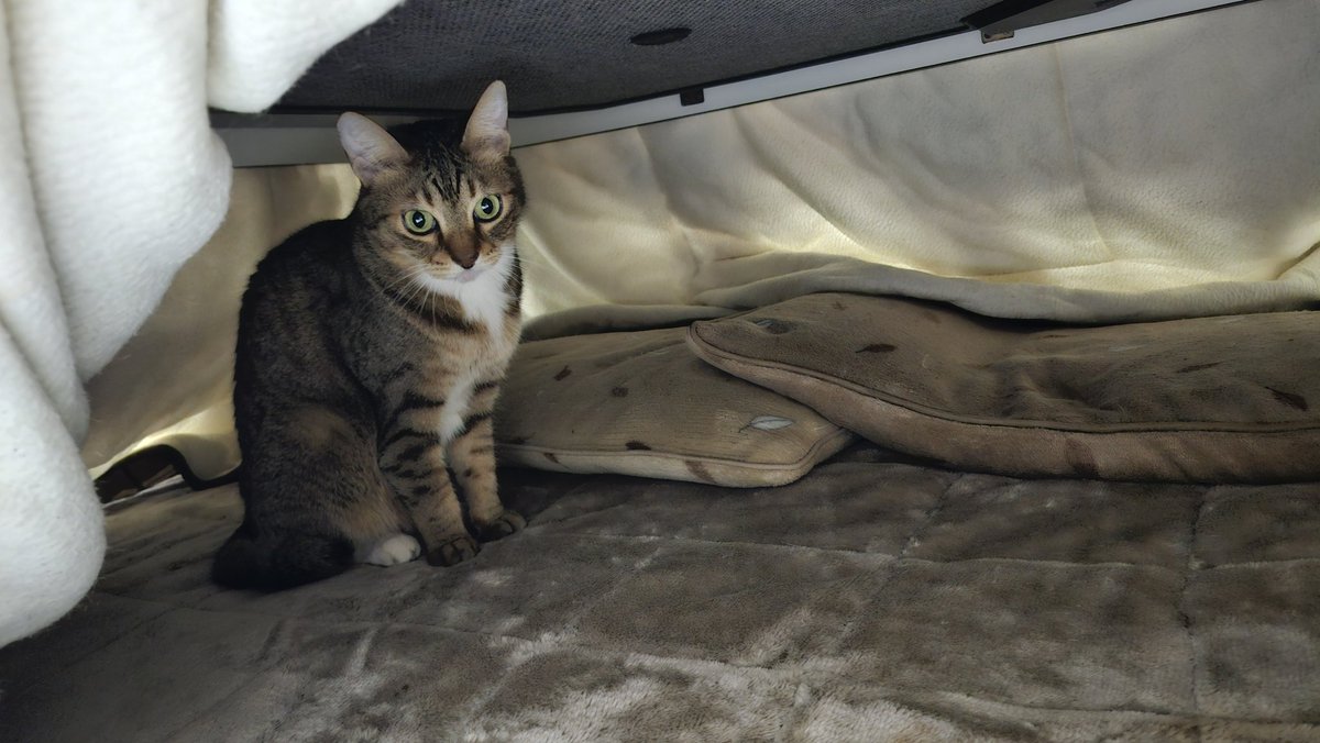 blueheart_shima's tweet image. こたつ出しちゃった　
#こたつねこ
#こたつはじめました