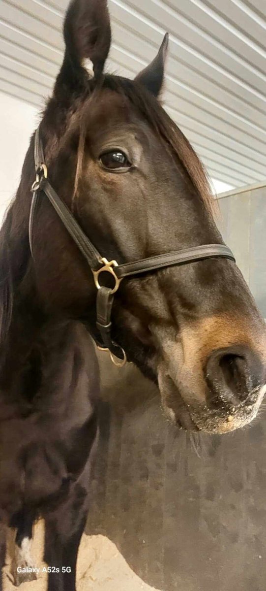 Bold Lane ❤️ ei palaakaan tänään kilpailemaan. Tänään hieman jalkaturvotusta. Yleisvointi hyvä. Ei ontumista.
Pikaista toipumista! 👍🤗